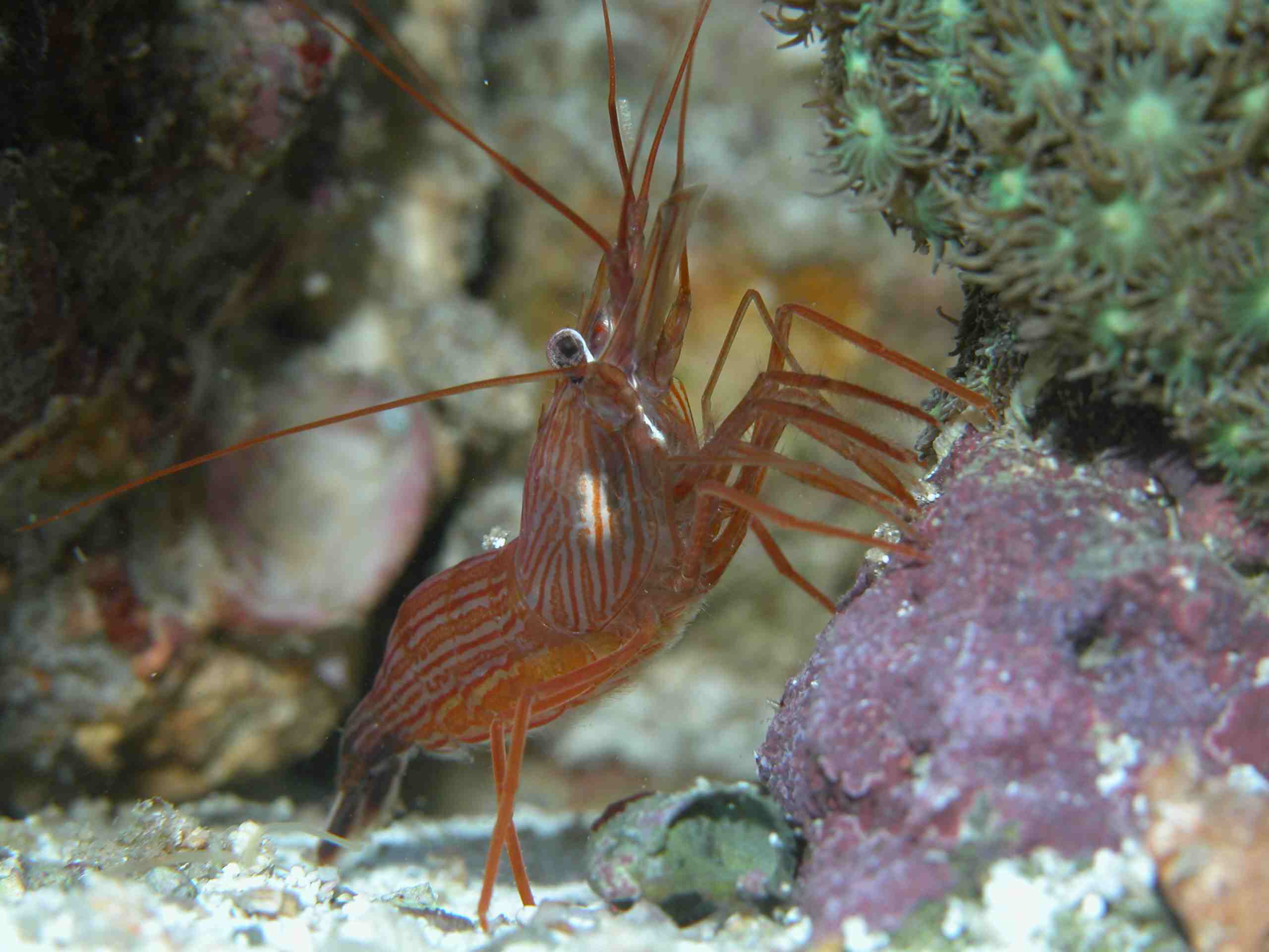  Lysmata boggessi (Peppermint Shrimp)